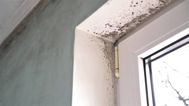 Best Black Mold Removal  in Youngstown, OH