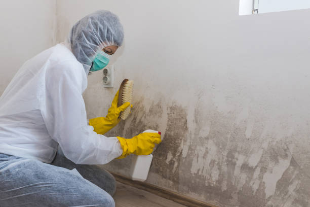 Best Local Mold Removal Service  in Youngstown, OH