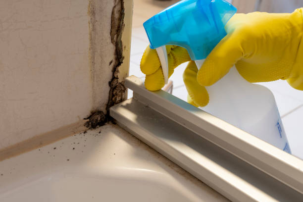 Best Mold Damage Repair  in Youngstown, OH