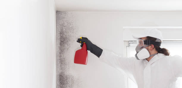 Best Attic Mold Removal  in Youngstown, OH