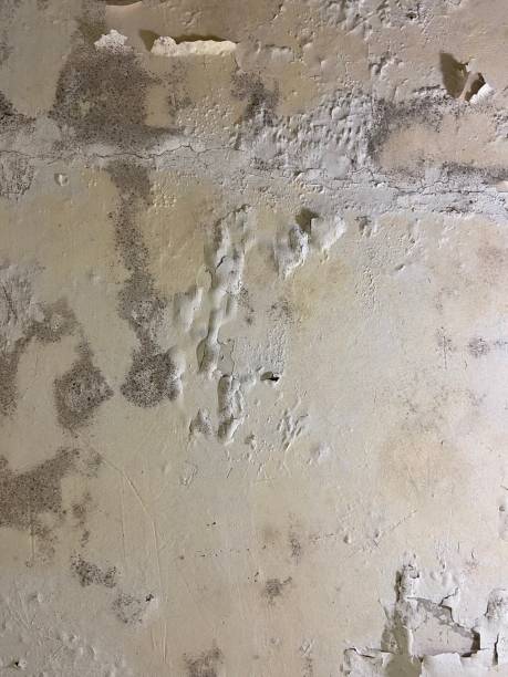 Home Mold Removal in Youngstown, OH