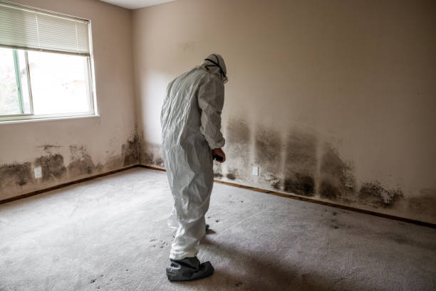 Best Attic Mold Removal  in Youngstown, OH